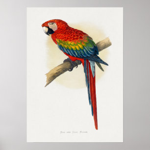Red and Blue Macaw (Ara macao) Poster