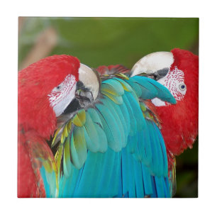Red and blue macaw parrot print ceramic tile