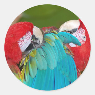 Red and blue macaw parrot print classic round sticker