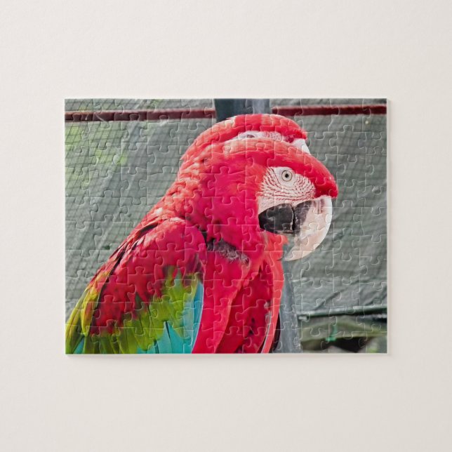Red and blue parrots sitting together jigsaw puzzle (Horizontal)