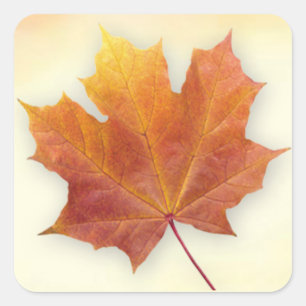 Red and gold autumnal maple leaf Sticker