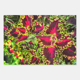 Red and green Coleus plant Wrapping Paper Sheet