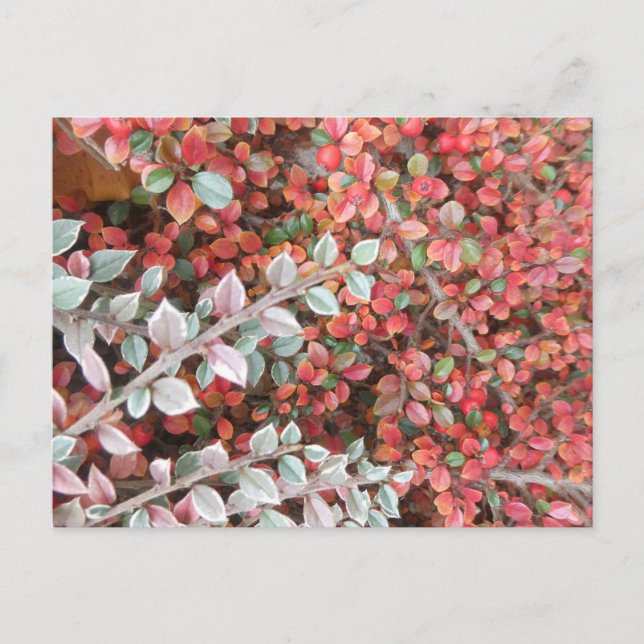 Red and Green Leaves DIY Postcard (Front)