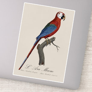 Red-and-green Macaw, Ara chloropterus