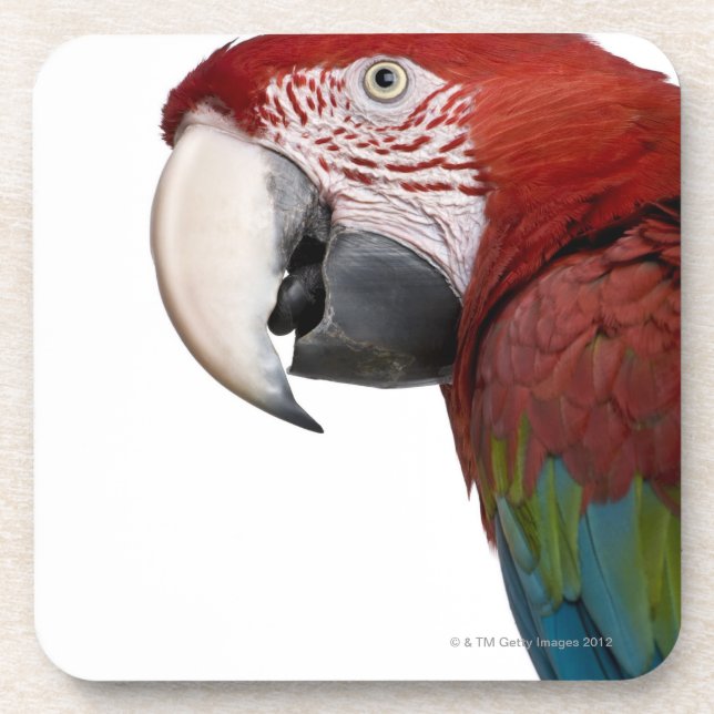 Red-and-green Macaw - Ara chloropterus Coaster (Front)