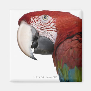 Red-and-green Macaw - Ara chloropterus Magnet