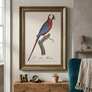 Red-and-green Macaw, Ara chloropterus Photo Print
