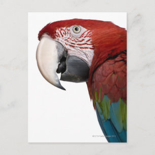 Red-and-green Macaw - Ara chloropterus Postcard