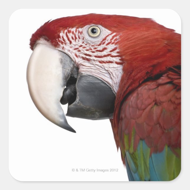 Red-and-green Macaw - Ara chloropterus Square Sticker (Front)
