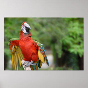Red-and-green Macaw on perch Poster