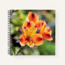Red and Orange Alstroemeria Flowers