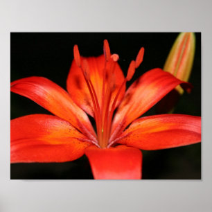 Red and Orange Asiatic Lily Closeup Poster