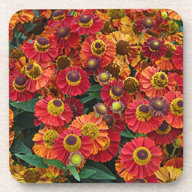 Red and orange helenium flowers coaster (Front)