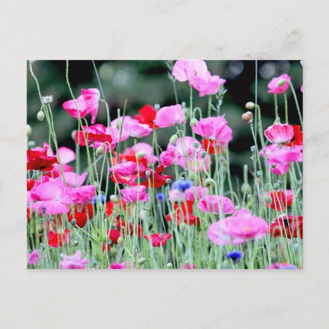 Red and Pink Poppies Postcard (Front)