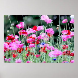 Red and Pink Poppies Poster