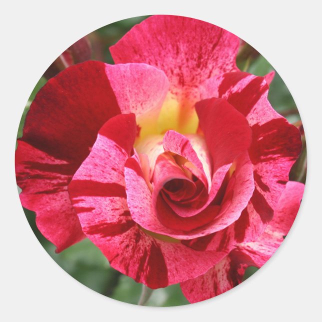 Red and Pink Rose Classic Round Sticker (Front)