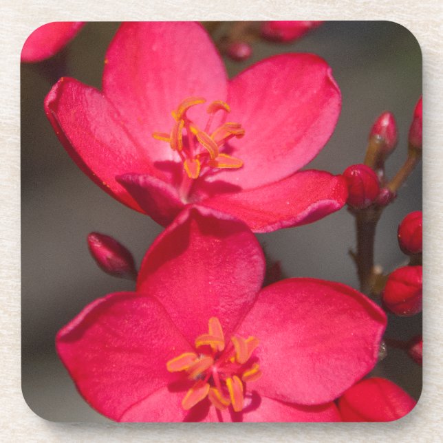 Red and Pink Tropical Fiji Flowers Coaster (Front)