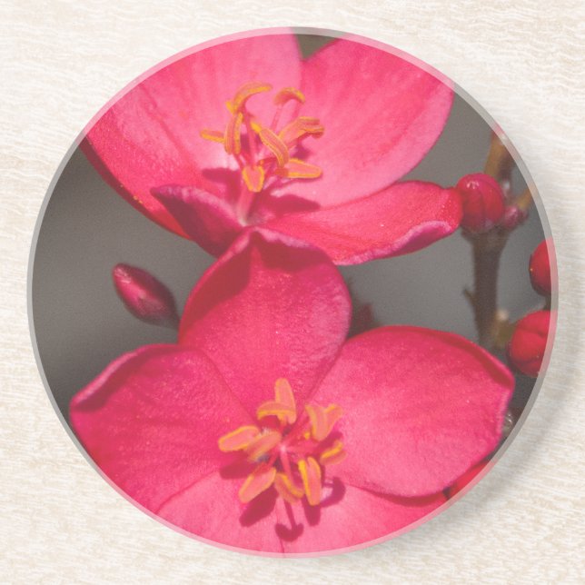 Red and Pink Tropical Fiji Flowers Coaster (Front)