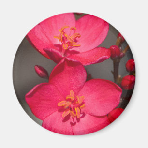 Red and Pink Tropical Fiji Flowers Magnet
