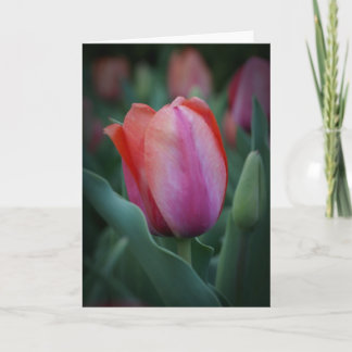Red and Pink Tulip Greeting Card