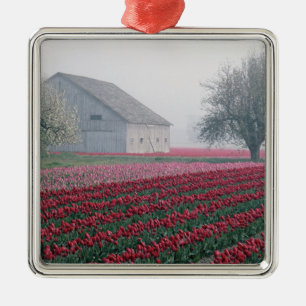 Red and pink tulips greet the day on a misty metal ornament