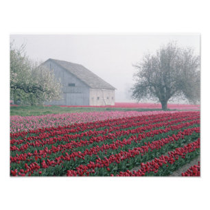 Red and pink tulips greet the day on a misty photo print