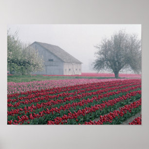 Red and pink tulips greet the day on a misty poster