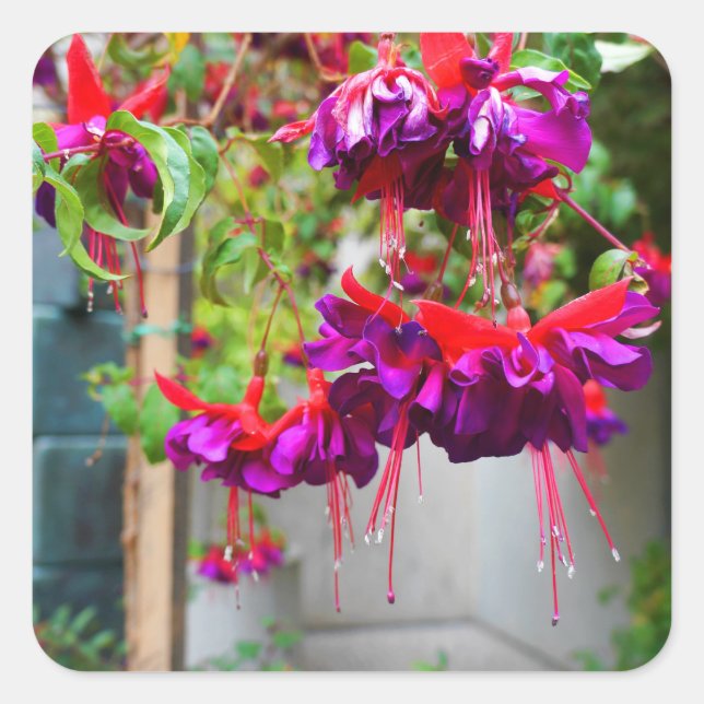 Red and Purple Fuchsia #1 Stickers (Front)