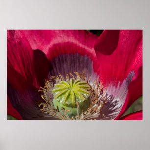 Red and Purple Poppy Poster