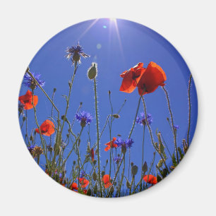 red and purple roses embracing a blue sky and sun magnet