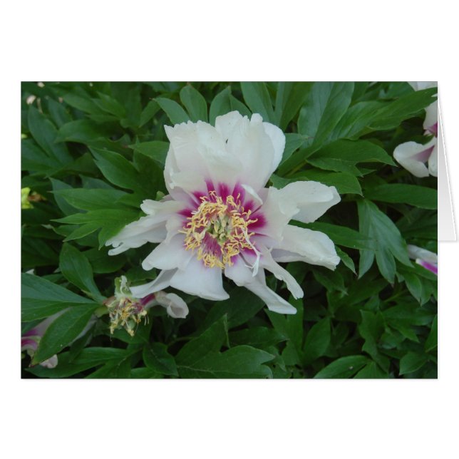 Red and White (Front Horizontal)