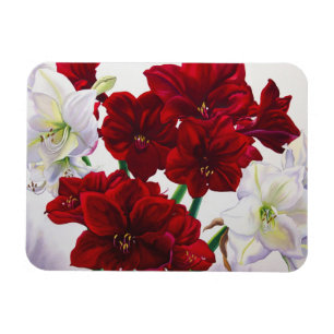 Red and White Amaryllis 2008 Magnet