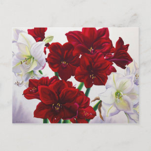 Red and White Amaryllis 2008 Postcard