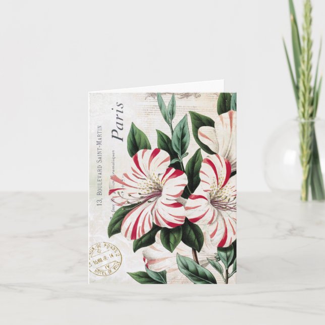 Red and White Amaryllis vintage holiday notecard (Front)