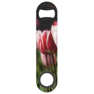 Red and White and Pink Tulips