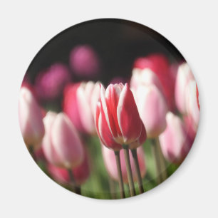 Red and White and Pink Tulips Magnet