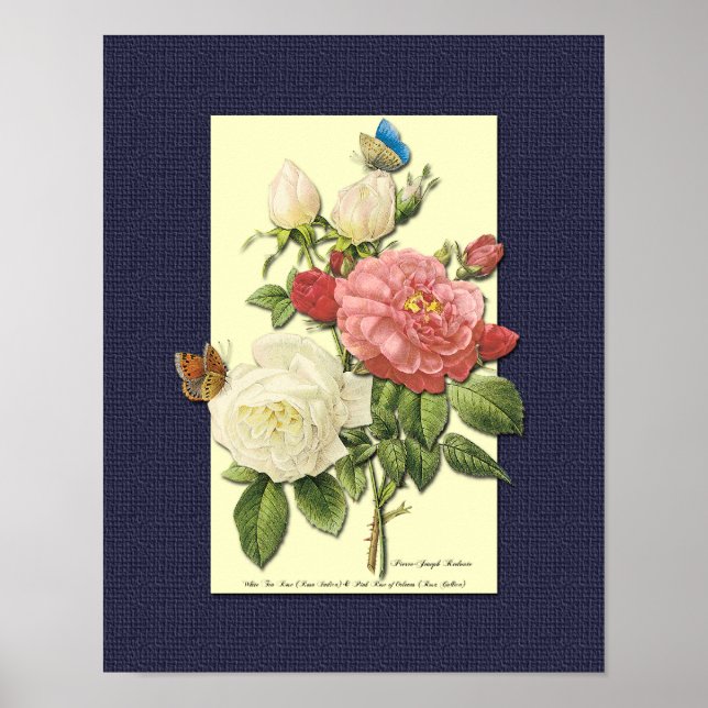 Red and White Botanical Roses on Blue Poster (Front)