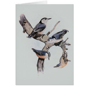 Red and White Breasted Nuthatches