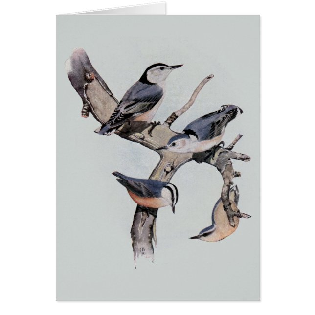 Red and White Breasted Nuthatches (Front)