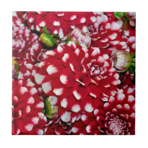 Red and white dahlias ceramic tile