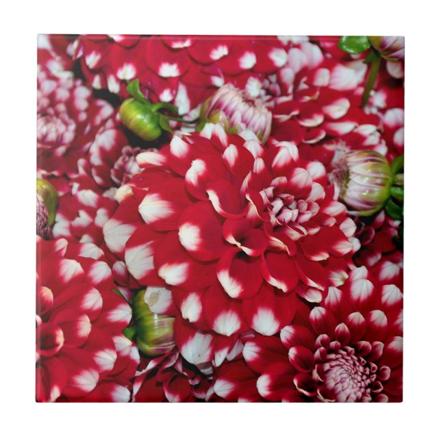 Red and white dahlias ceramic tile (Front)