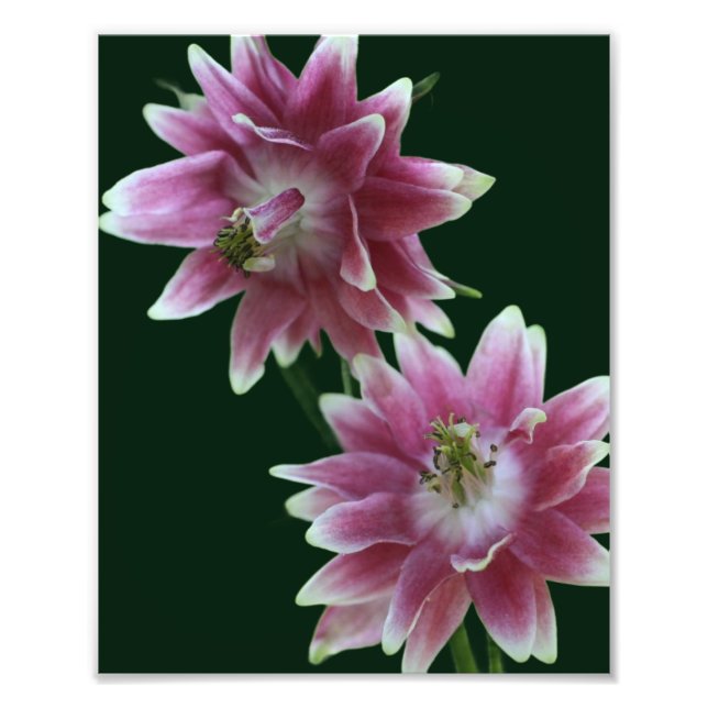 Red And White Flower Pair 8x10 Photo Print (Front)