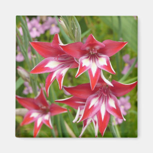 Red and White Gladiolas Summer Botanical Magnet