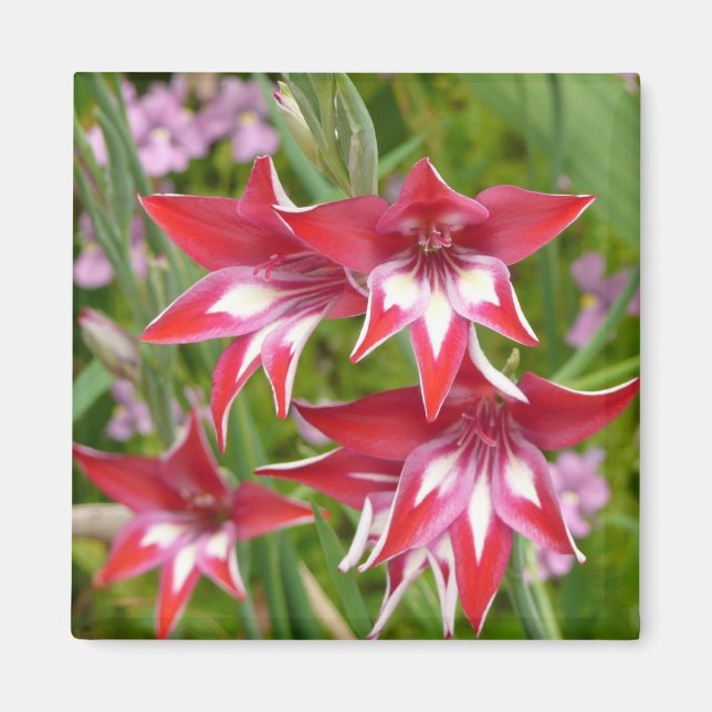 Red and White Gladiolas Summer Botanical Magnet (Front)