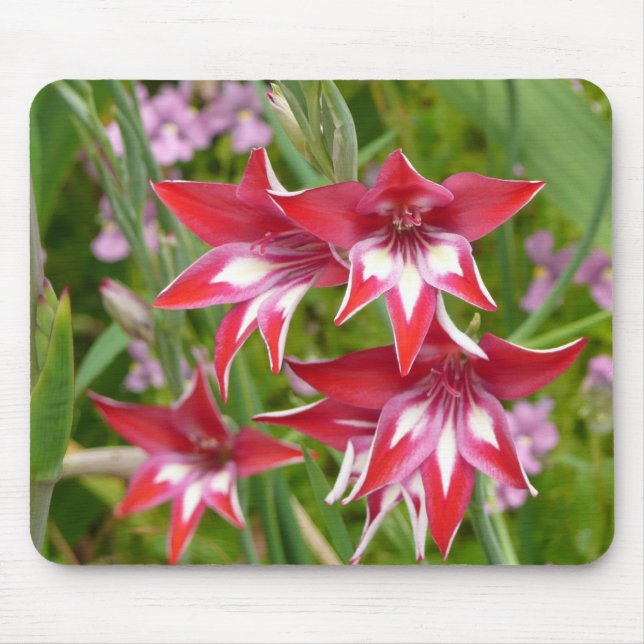Red and White Gladiolas Summer Botanical Mouse Pad (Front)
