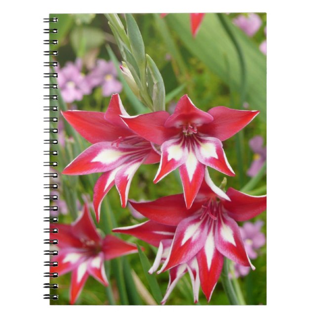 Red and White Gladiolas Summer Botanical Notebook (Front)