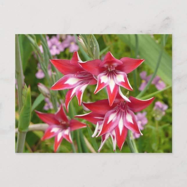 Red and White Gladiolas Summer Botanical Postcard (Front)