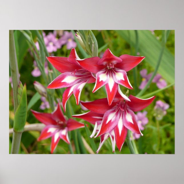 Red and White Gladiolas Summer Botanical Poster (Front)
