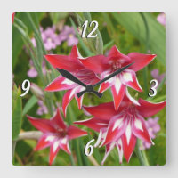 Red and White Gladiolas Summer Botanical