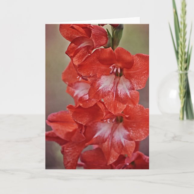 Red and White Gladiolus Flower Note Card (Front)